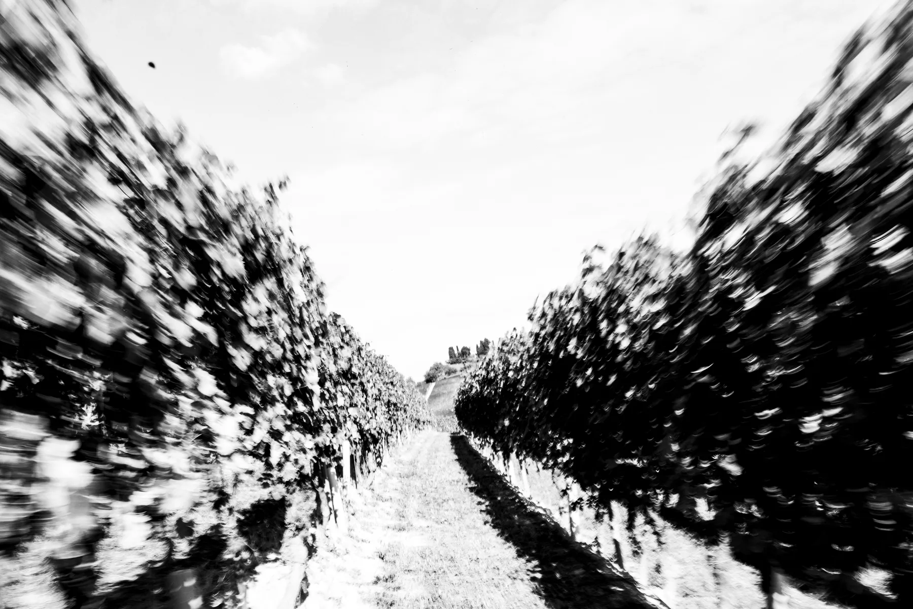 Filari in Monferrato